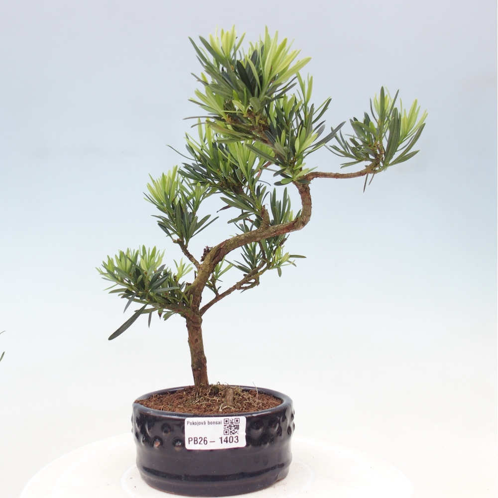 Pokój bonsai - Podocarpus - Kamienny cis