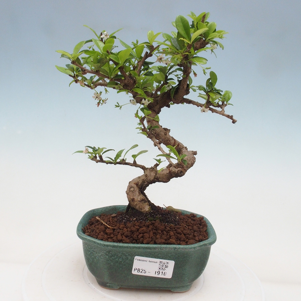 Bonsai wewnętrzne - Carmona makrophylla - Herbata Fuki