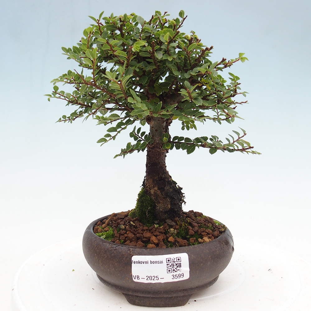 Outdoor bonsai - Ulmus parvifolia Hokkaido - wiąz chiński