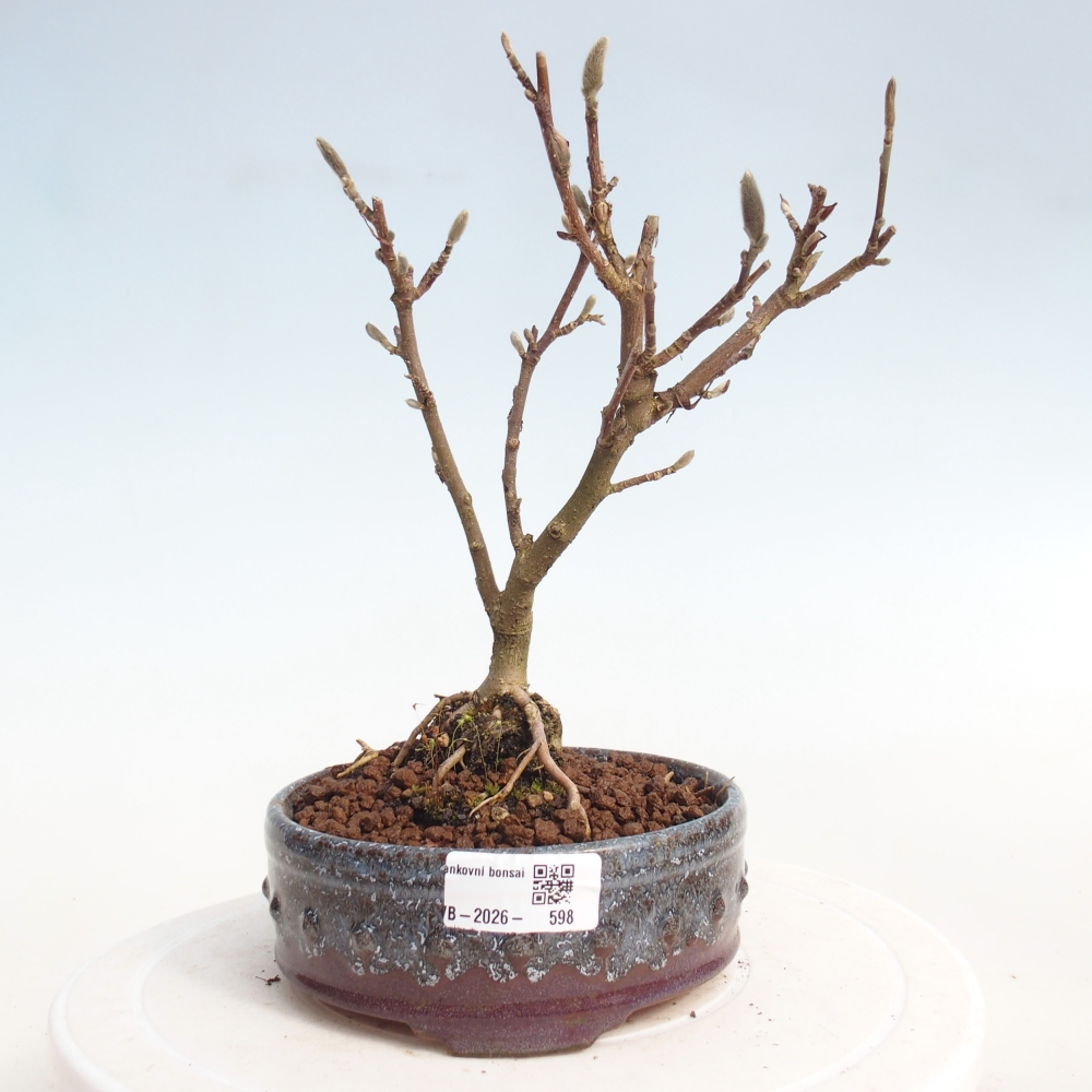 Bonsai na zewnątrz - Magnolia stellata