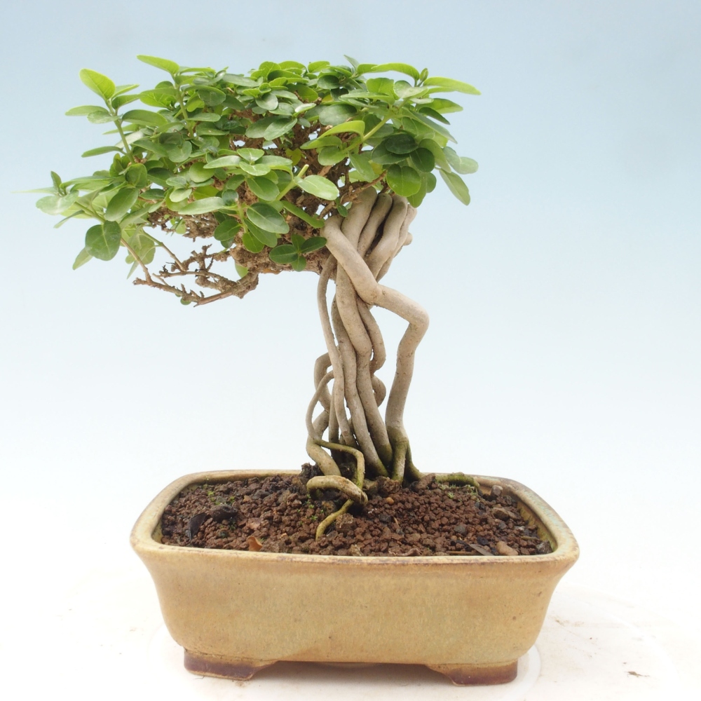 Bonsai wewnętrzne - Premna serratifolia - Kozlovon drobnolistny
