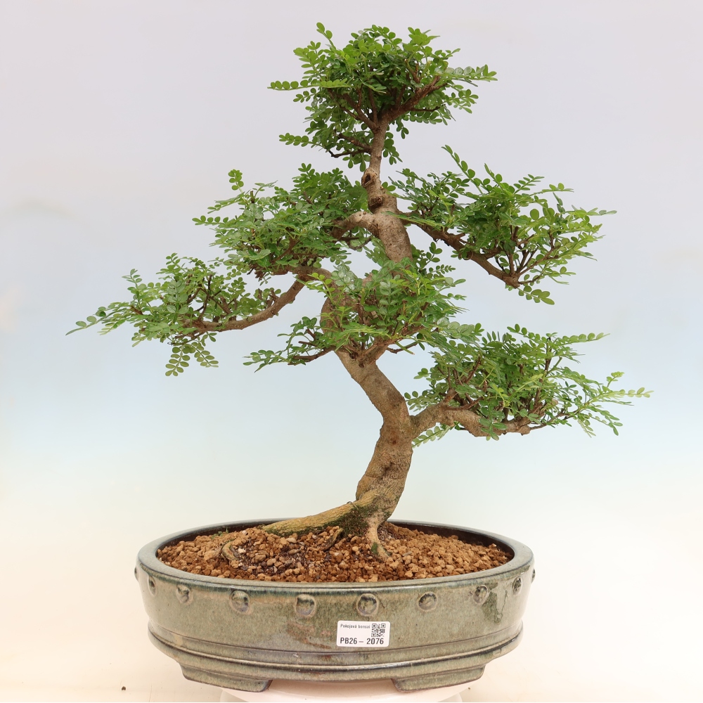 Pokój bonsai - Zantoxylum piperitum - drzewo pieprzowe