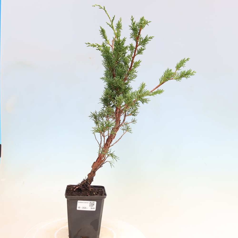 Outdoor bonsai - Juniperus chinensis Kishu