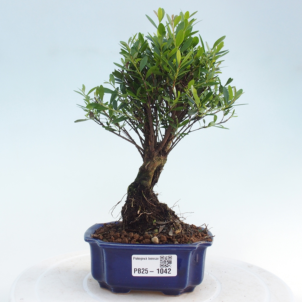 Pokój bonsai - Syzygium - Pimentovník