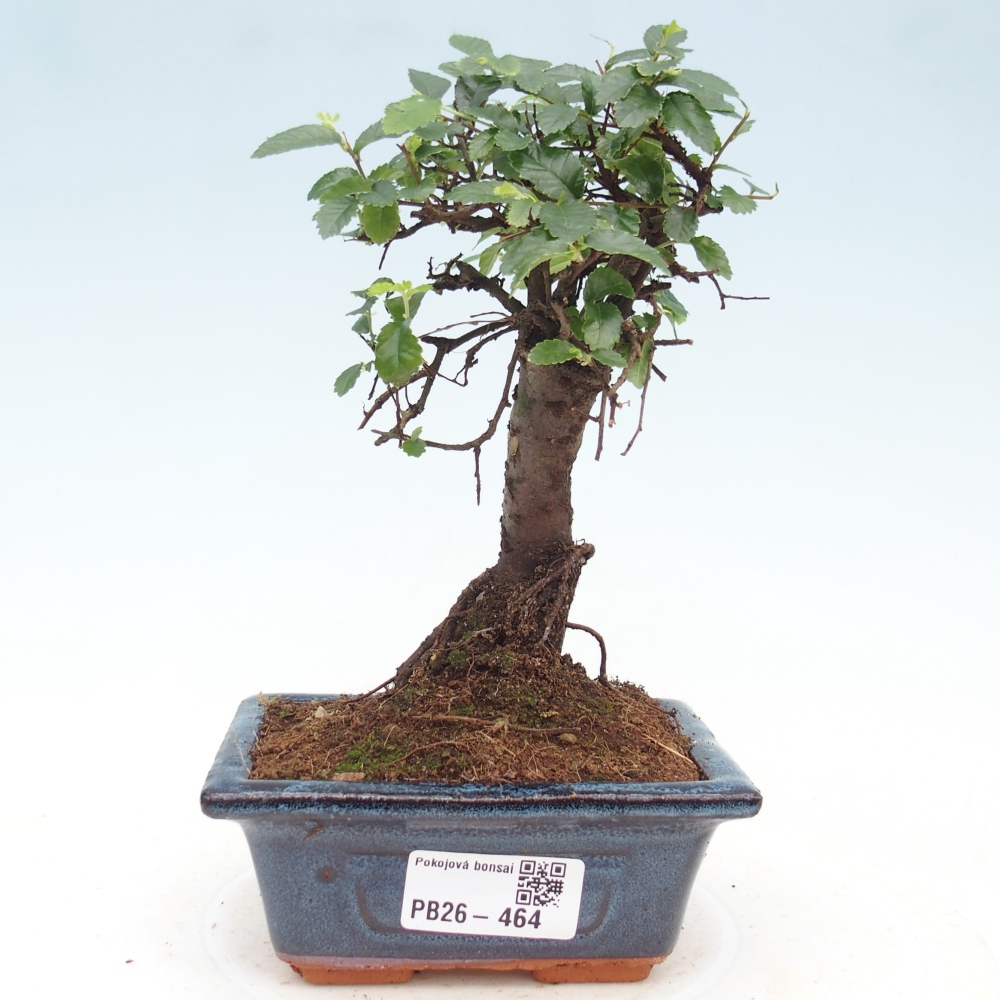 Pokój bonsai - Ulmus parvifolia - Wiąz drobnolistny