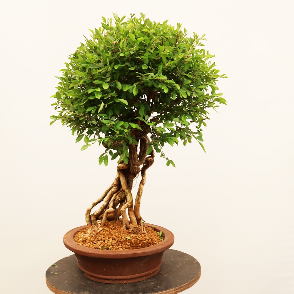 Bonsai na świeżym powietrzu - Zelkova - Zelkova NIRE