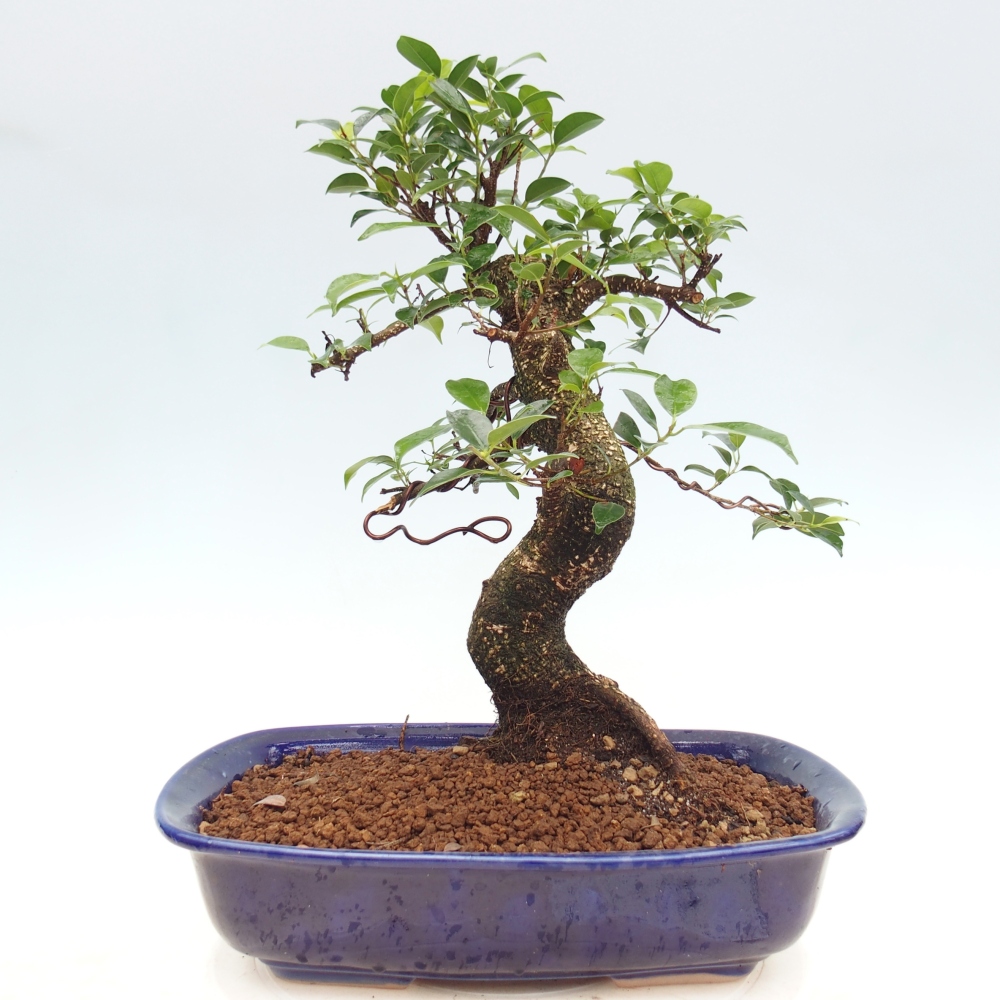 Pokój bonsai - Ficus kimmen - figowiec drobnolistny
