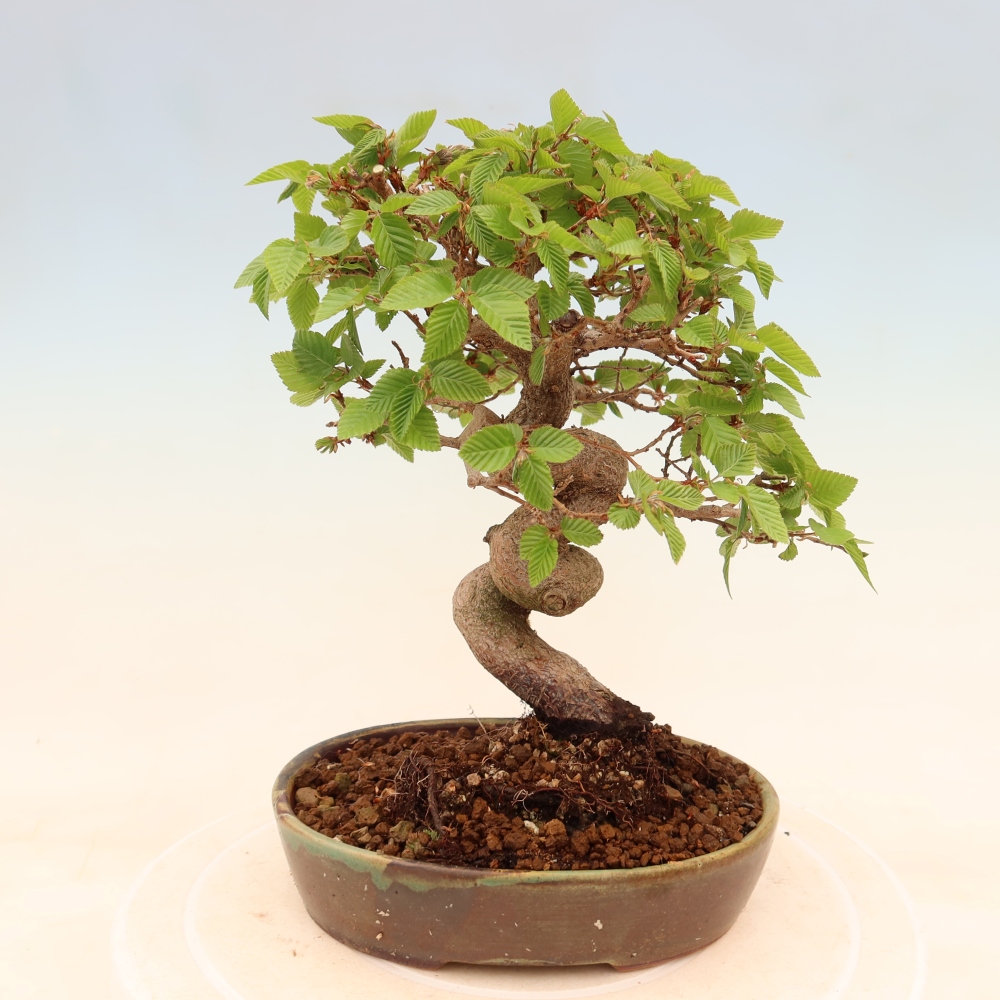 Outdoor bonsai - Carpinus coreana - grab koreański