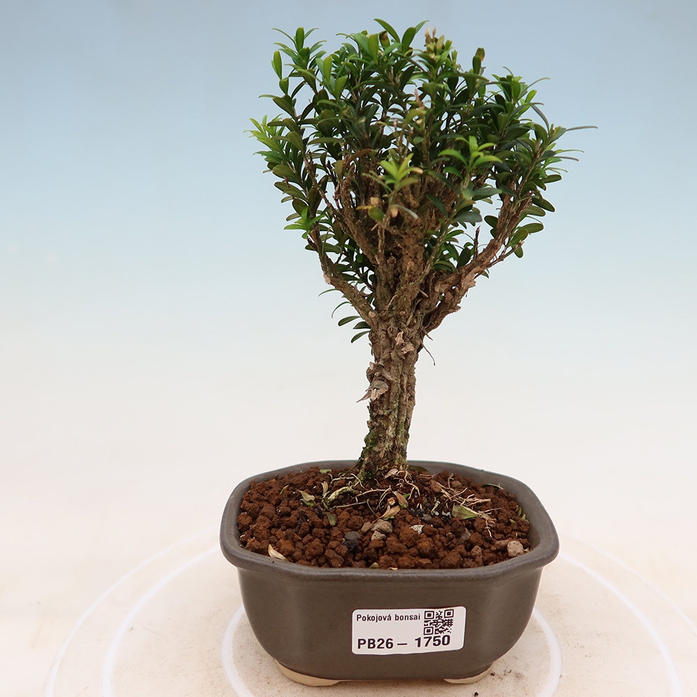 Pokój bonsai - Buxus harlandii - buxus korkowy