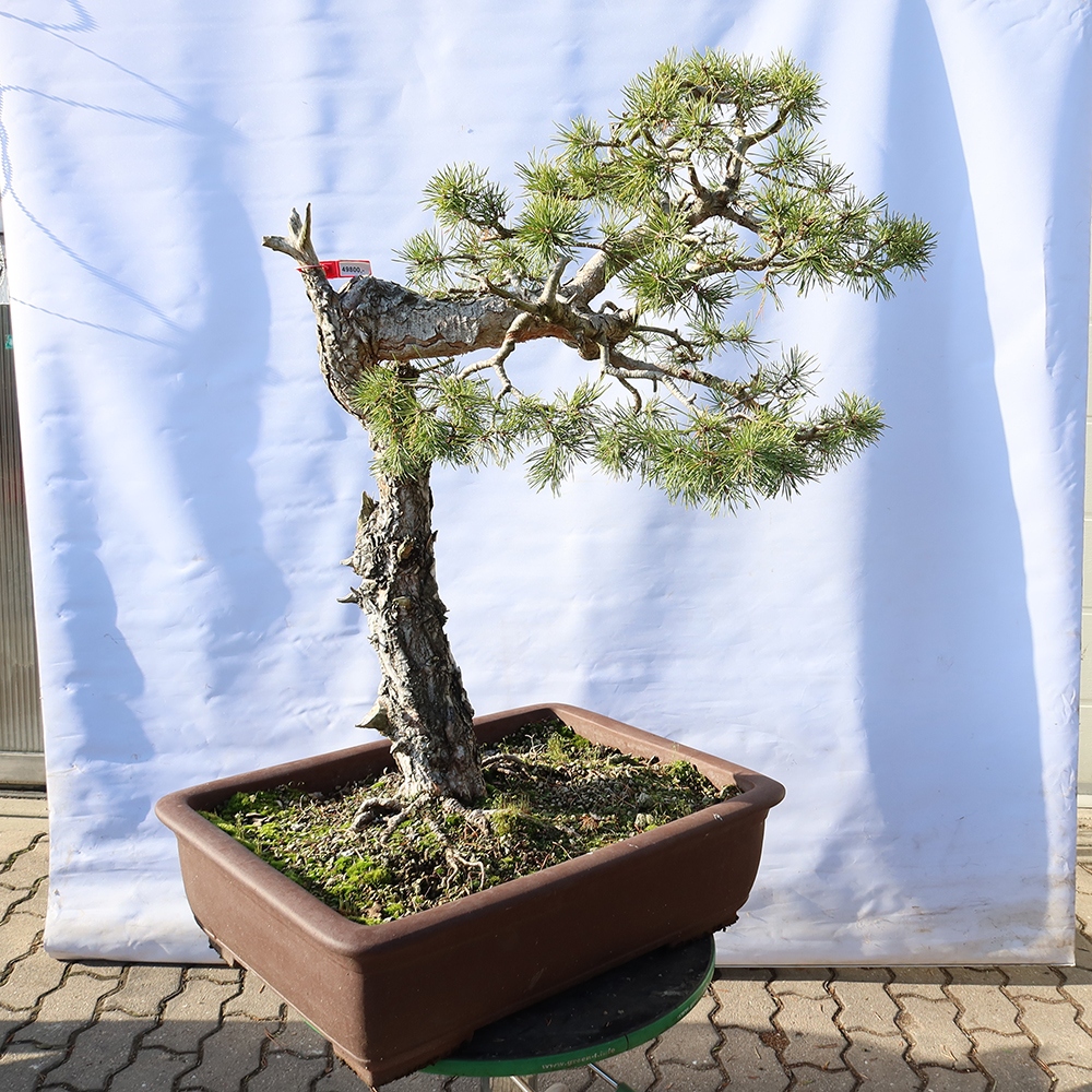 Pinus sylvestris Hiszpania – sosna zwyczajna