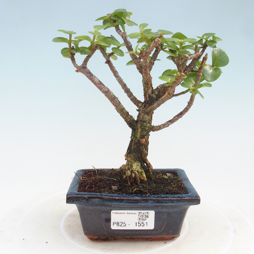 Kryte bonsai - Portulakaria Afra - Tlustice