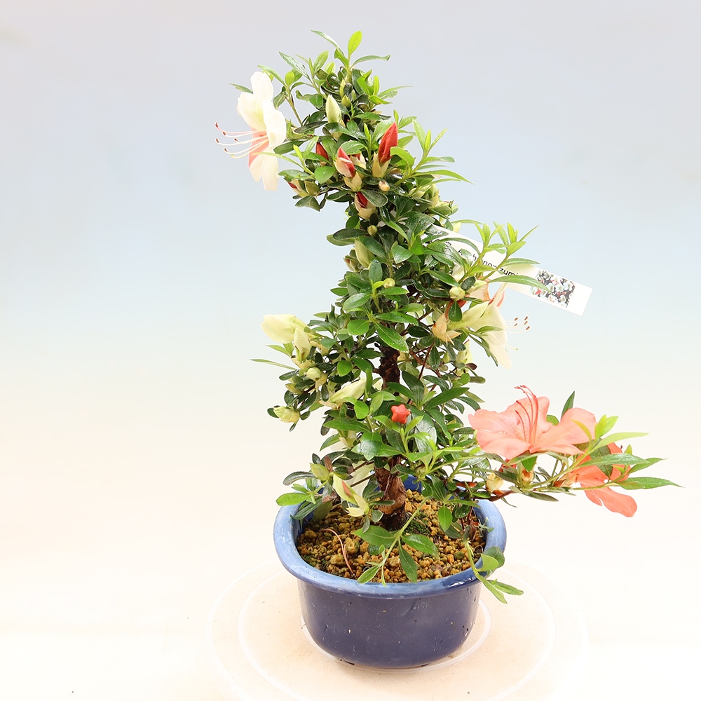 Bonsai zewnętrzne - Azalia japońska - Azalia Asahi-no-izumi