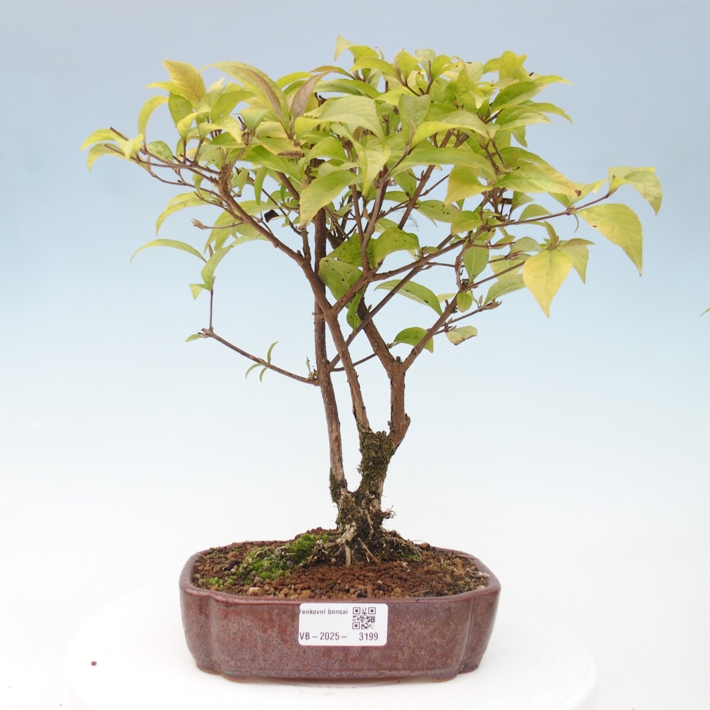 Outdoor bonsai - callicarpa jap Leucocarpa