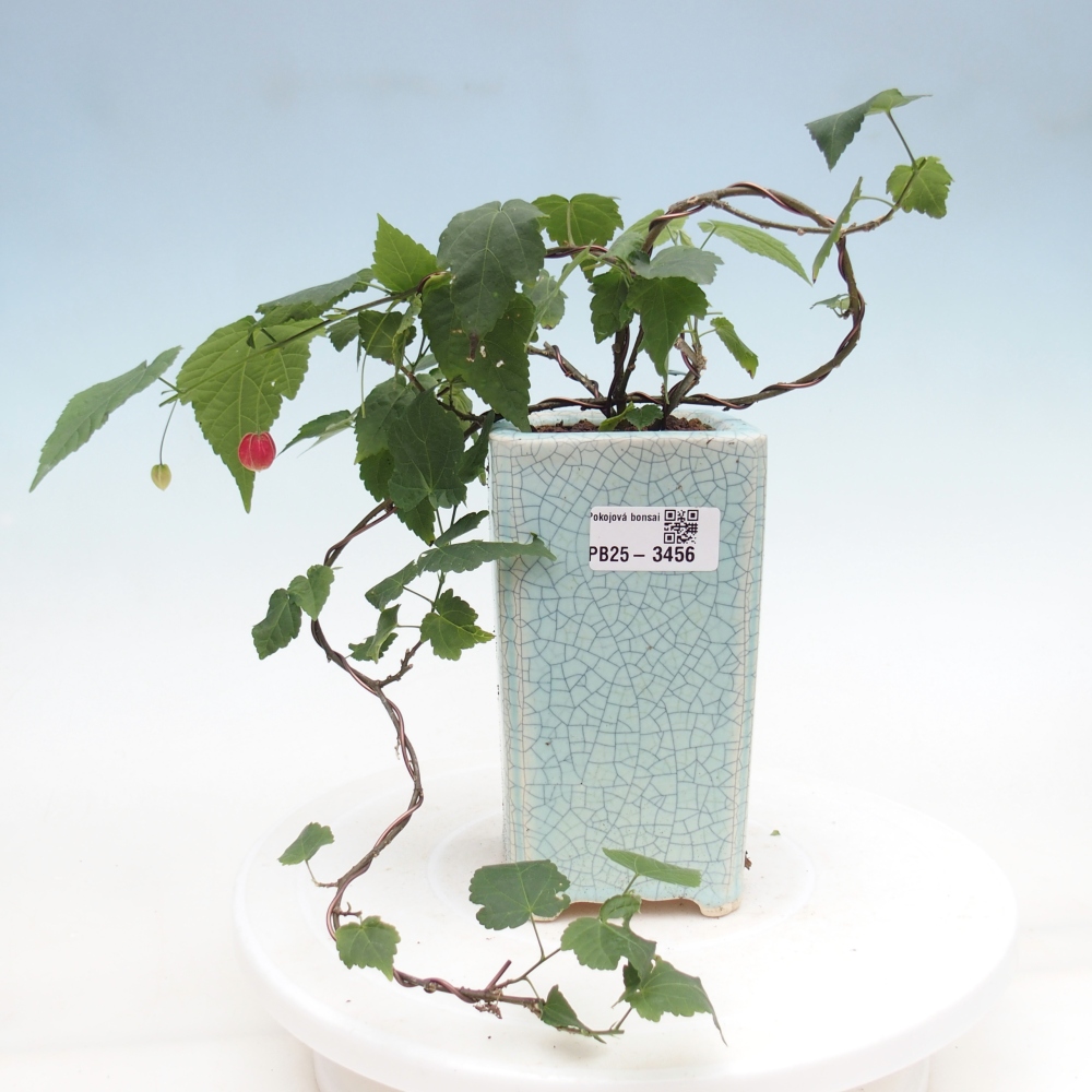 Bonsai domowe - Abutilon Big Bell - Cloudberry