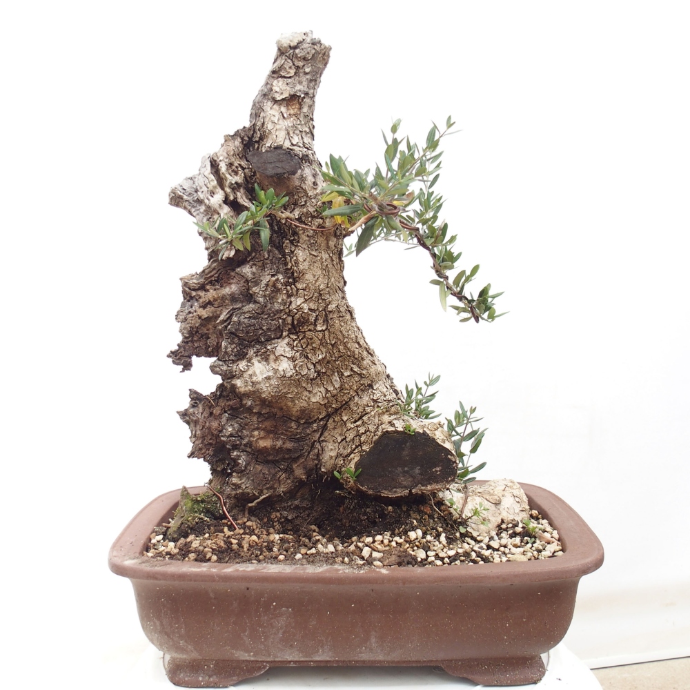 Kryte bonsai - Olea europaea sylvestris - Europejska oliwa z małych liści