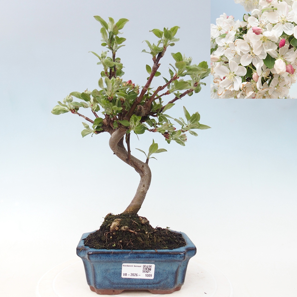 Outdoor bonsai - Malus halliana - Jabłoń drobnoowocowa