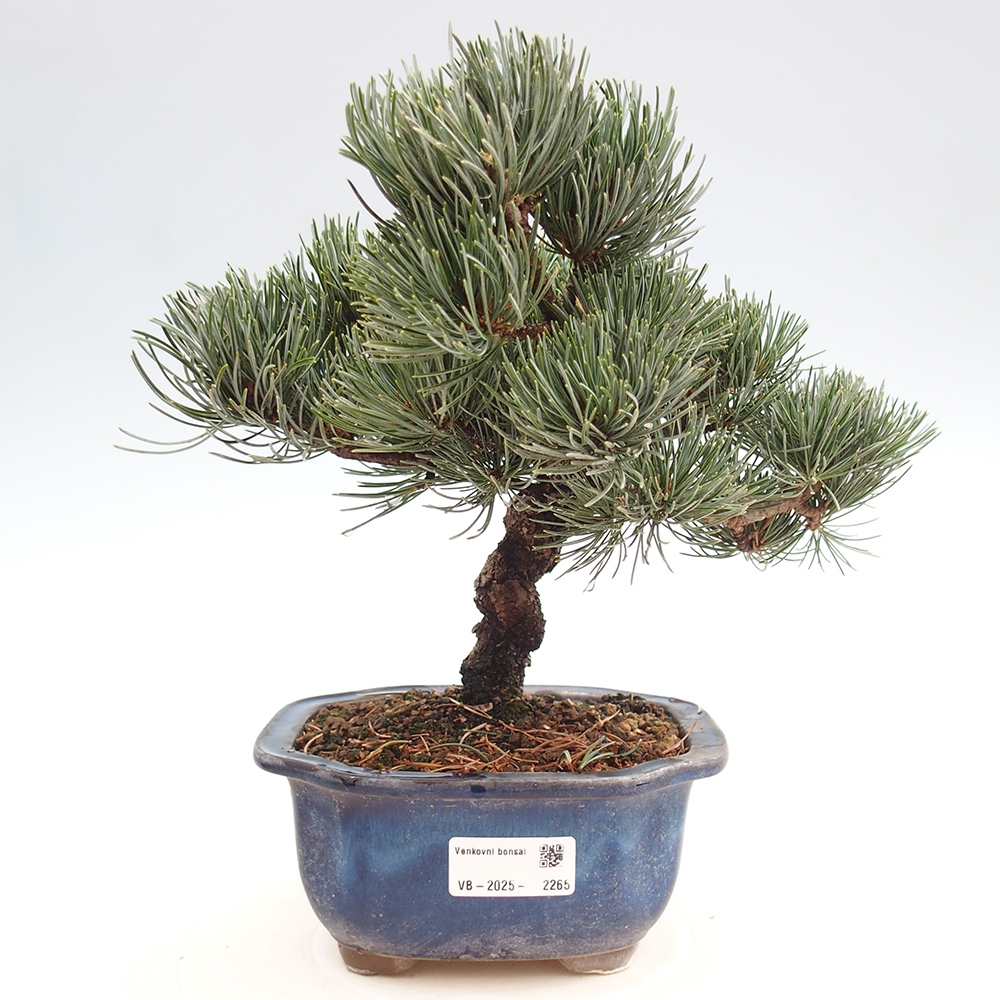 Outdoor bonsai - Pinus parviflora - Mała sosna