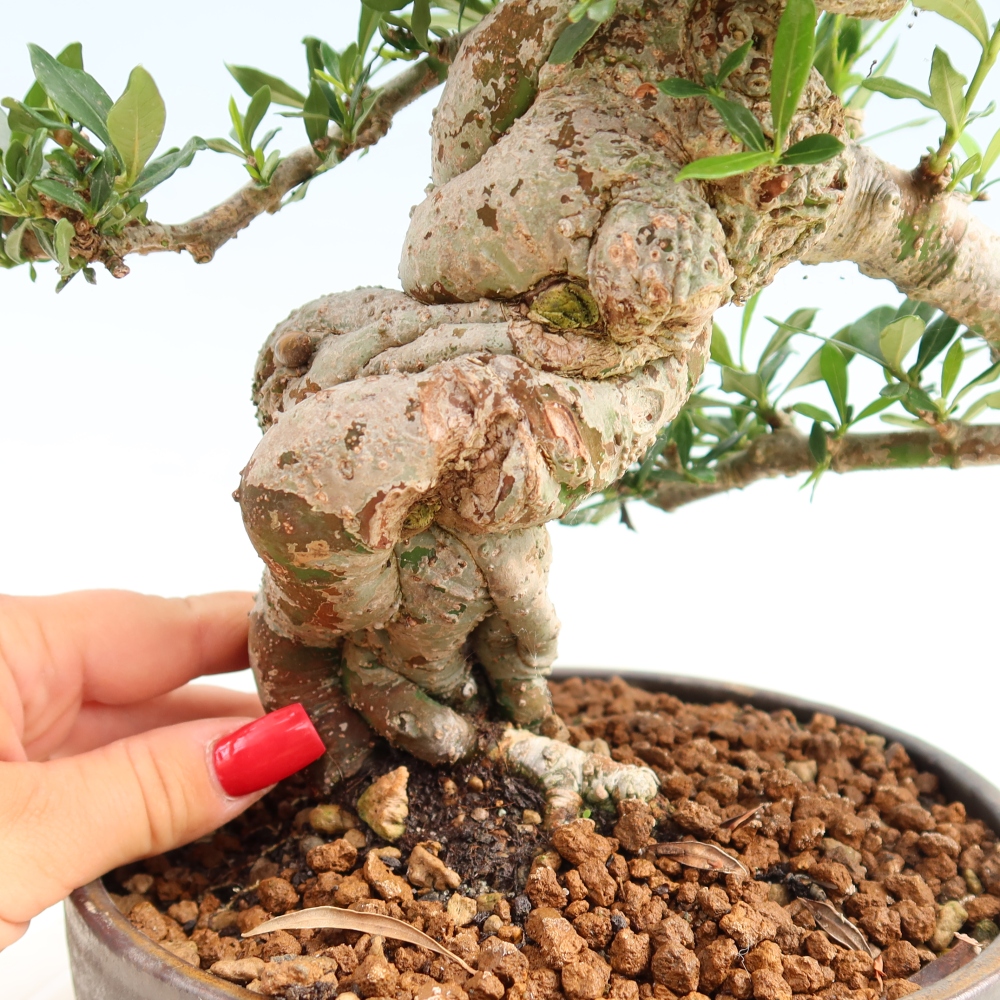 Bonsai pokojowe – Gardenia jasminoides – Gardenia