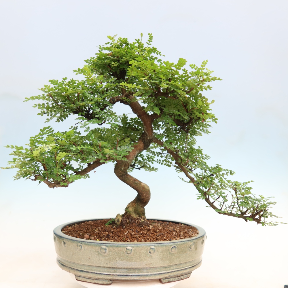 Pokój bonsai - Zantoxylum piperitum - drzewo pieprzowe