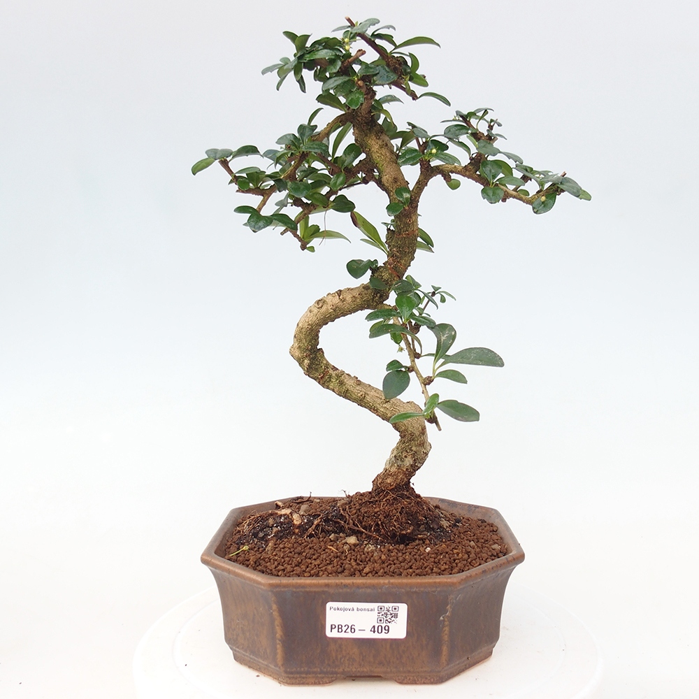 Bonsai pokojowe - Carmona macrophylla - Tea fuki