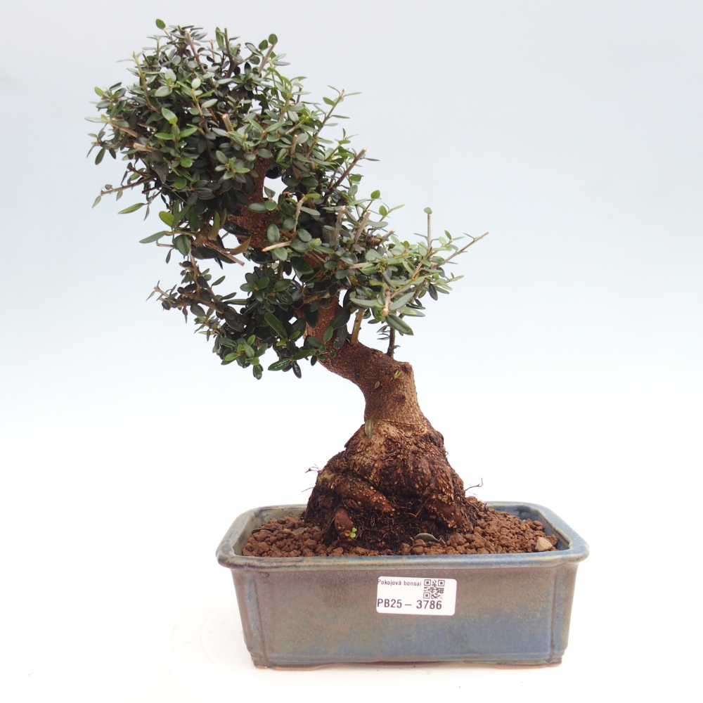 Bonsai do wnętrz - Olea europaea sylvestris