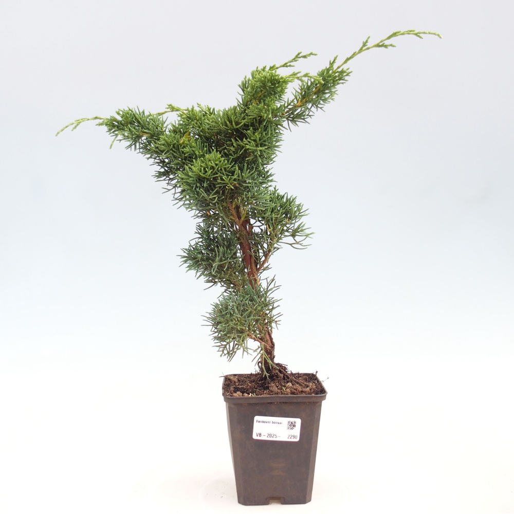Outdoor bonsai - Juniperus chinensis Kishu - chiński jałowiec