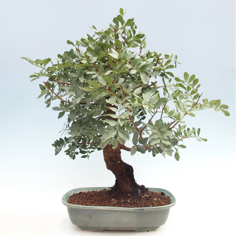 Bonsai pokojowe - Pistacja