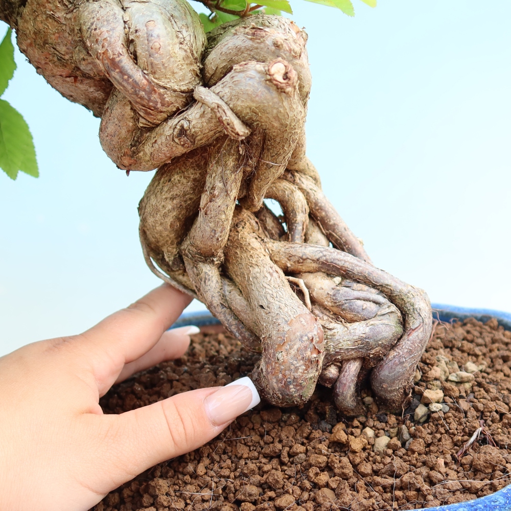 Outdoor bonsai - Carpinus coreana - grab koreański