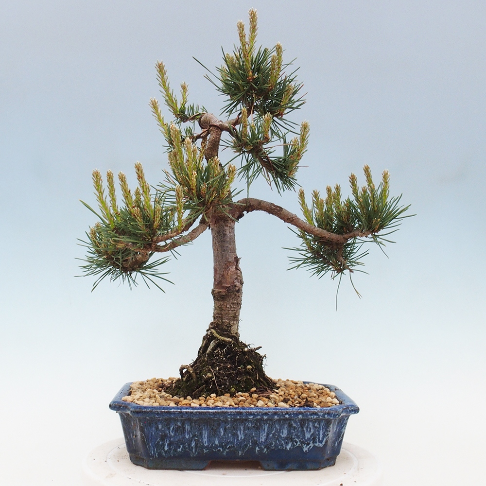 Outdoor bonsai - Pinus Sylvestris - sosna zwyczajna