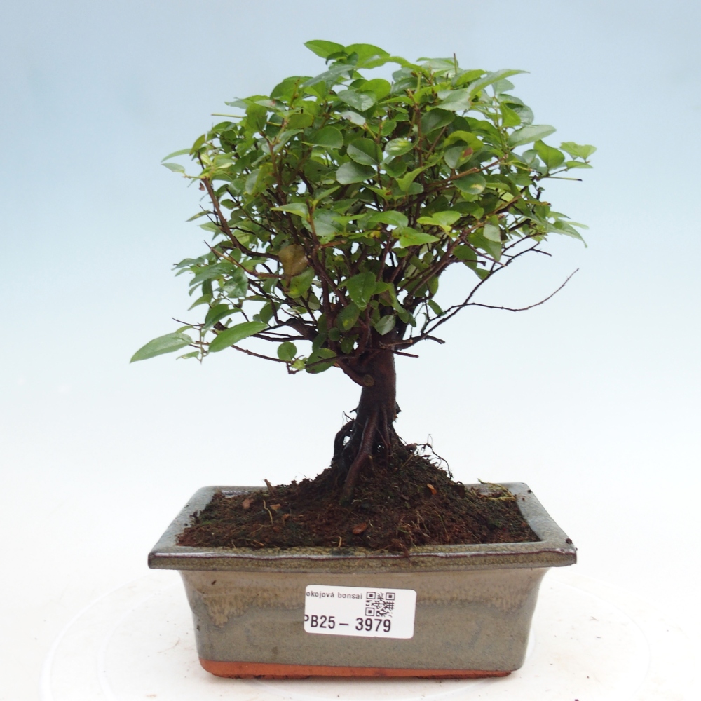 Bonsai pokojowe - Sageretia thea - Sageretia thea