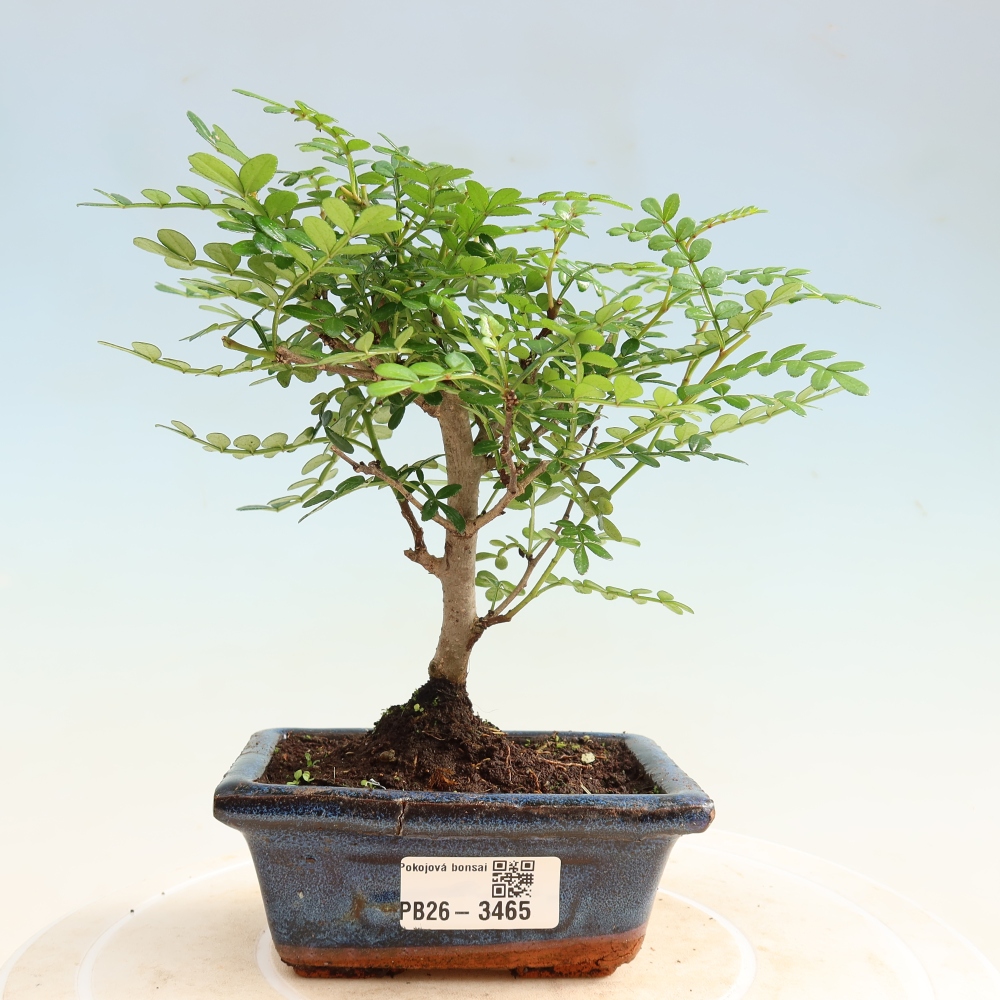 Pokój bonsai - Zantoxylum piperitum - drzewo pieprzowe