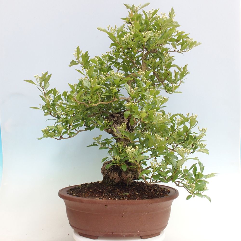Outdoor bonsai - głóg - Crataegus cuneata