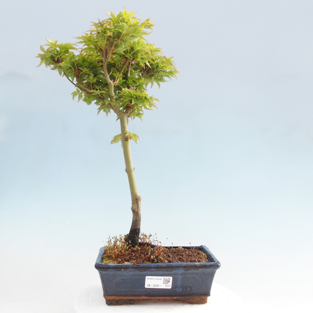 Outdoor bonsai - palma jaworowa Acer palmatum Shishigashira