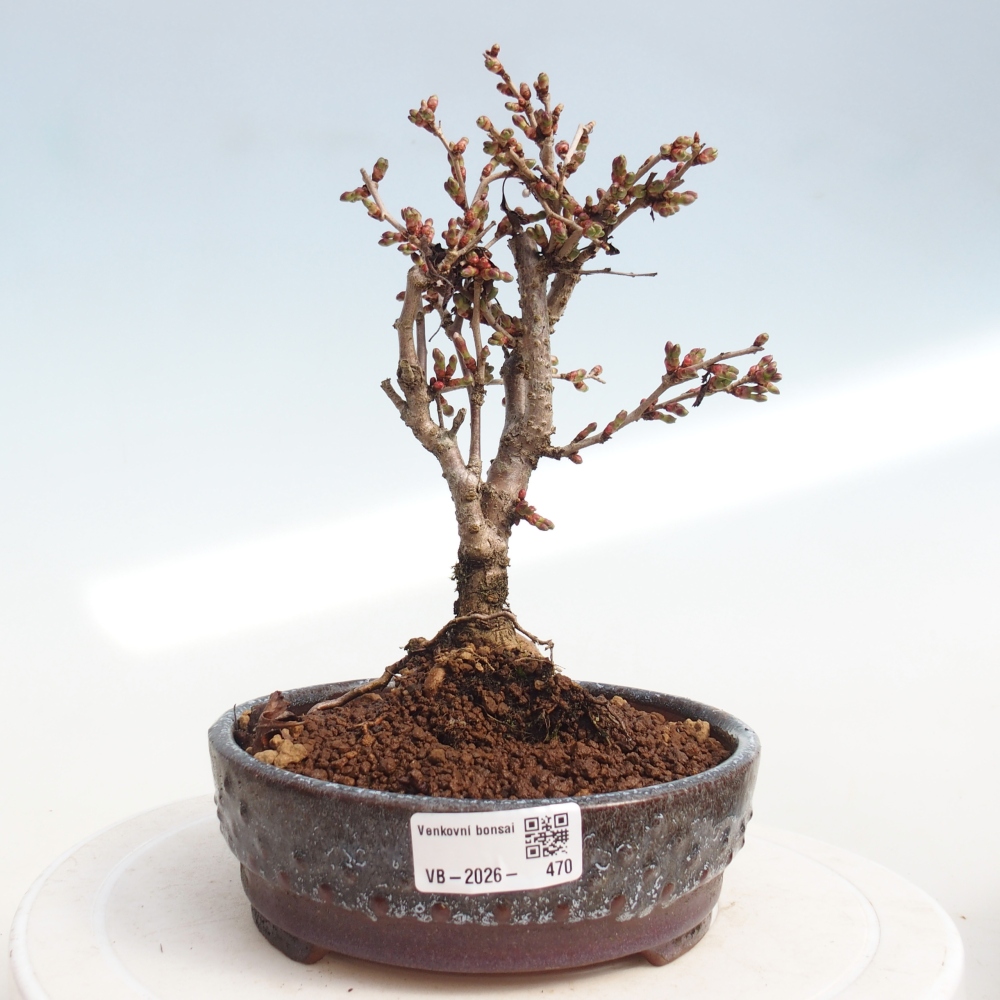 Outdoor bonsai - Prunus incisa Kojou-no mai-Plivon wycięty