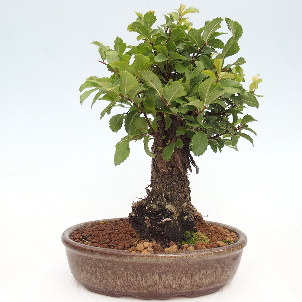 Bonsai zewnętrzne - Zelkova - Zelkova NIRE