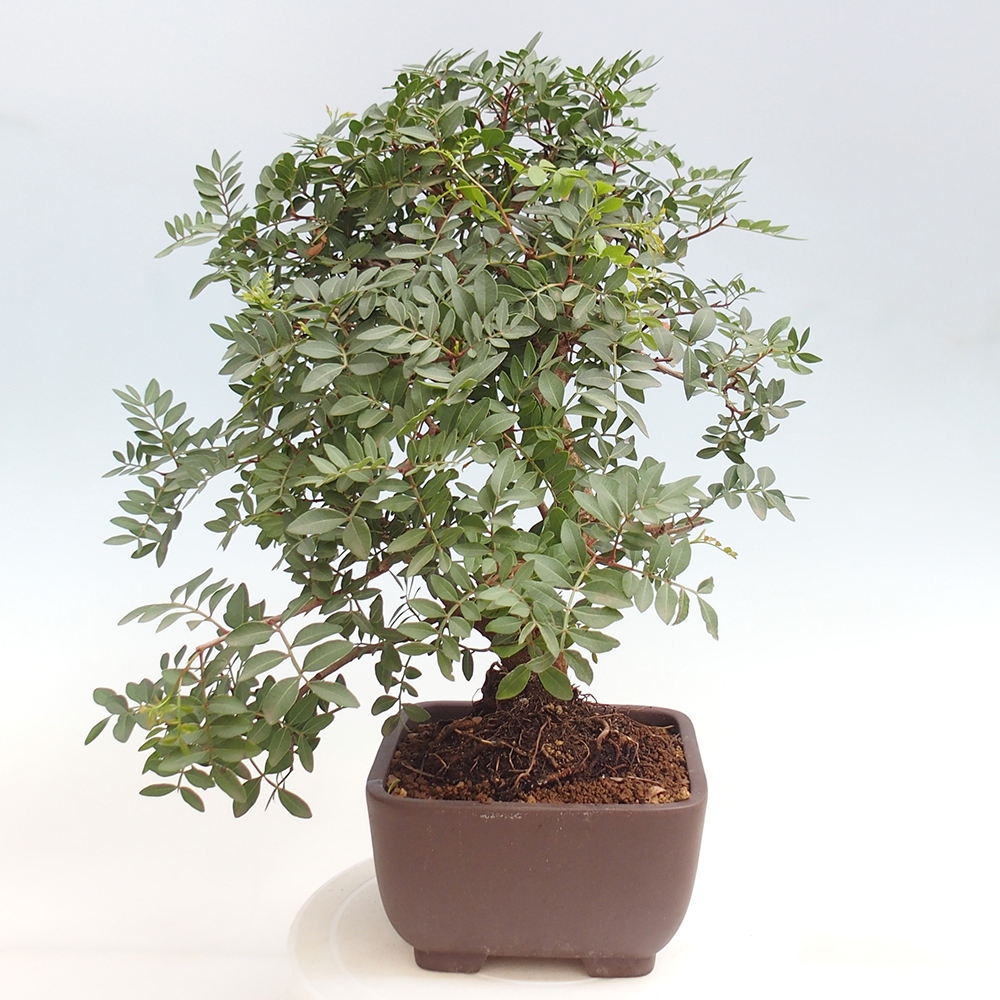 Bonsai pokojowe - Pistacja