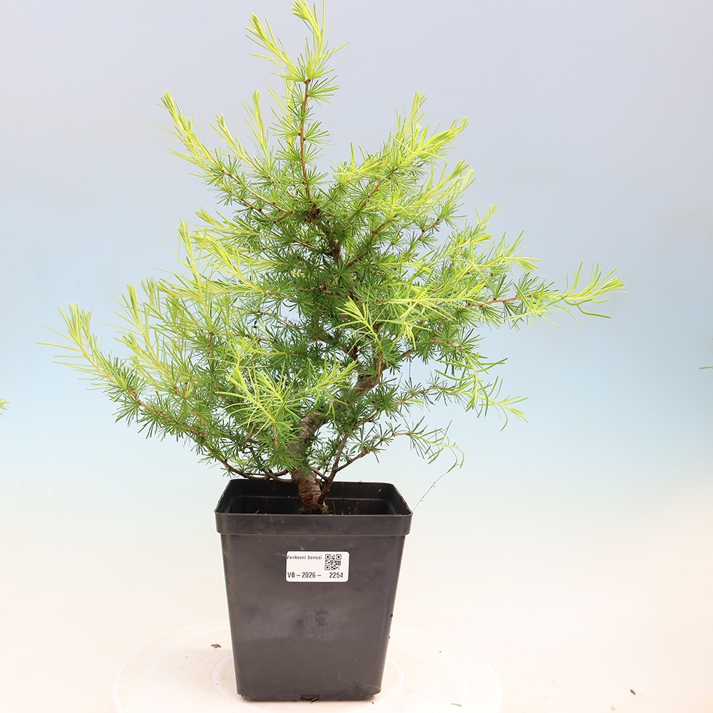 Bonsai zewnętrzne - Larix decidua - Modrzew