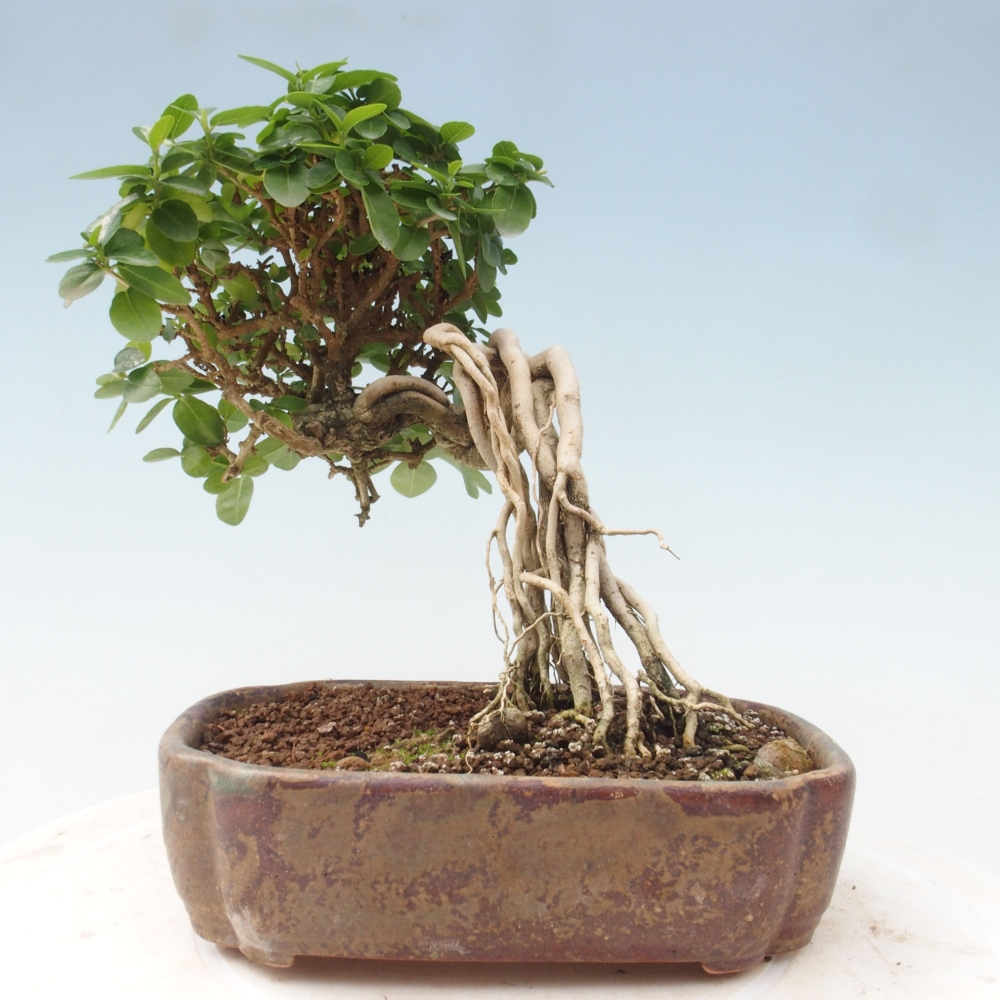 Bonsai wewnętrzne - Premna serratifolia - Kozlovon drobnolistny