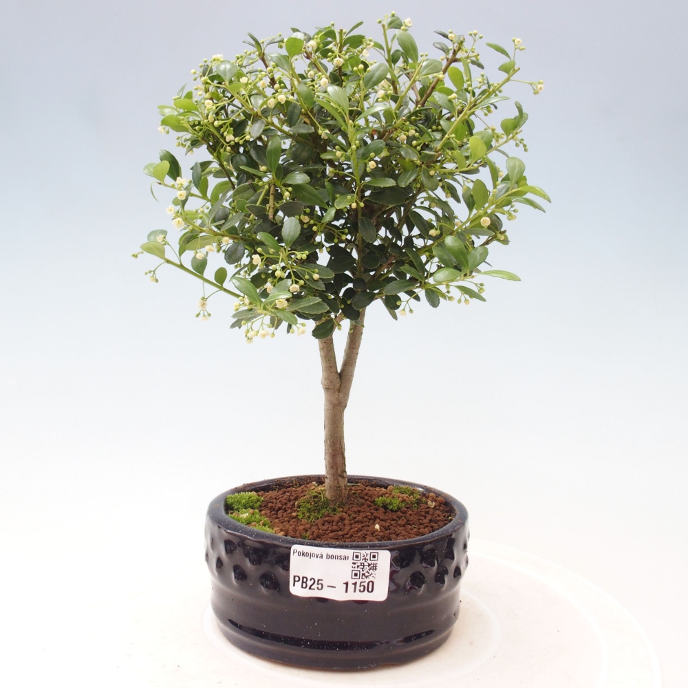 Kryty bonsai - Ilex crenata - Holly