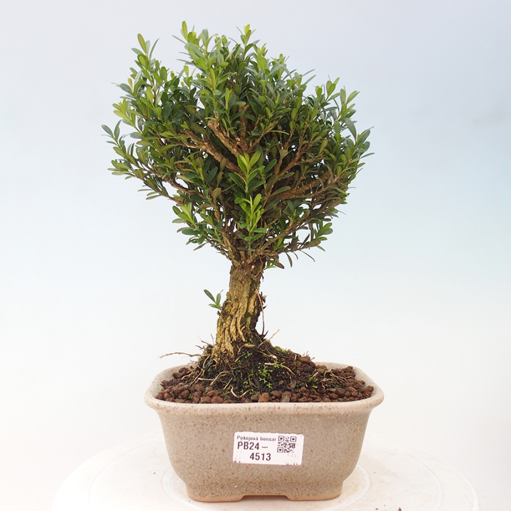 Bonsai pokojowe - Buxus harlandii - buxus korkowy