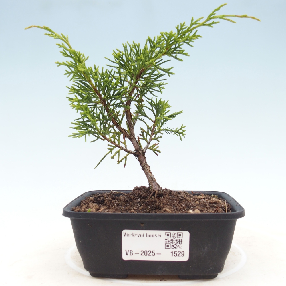 Outdoor bonsai - Juniperus chinensis Itoigawa - Jałowiec chiński