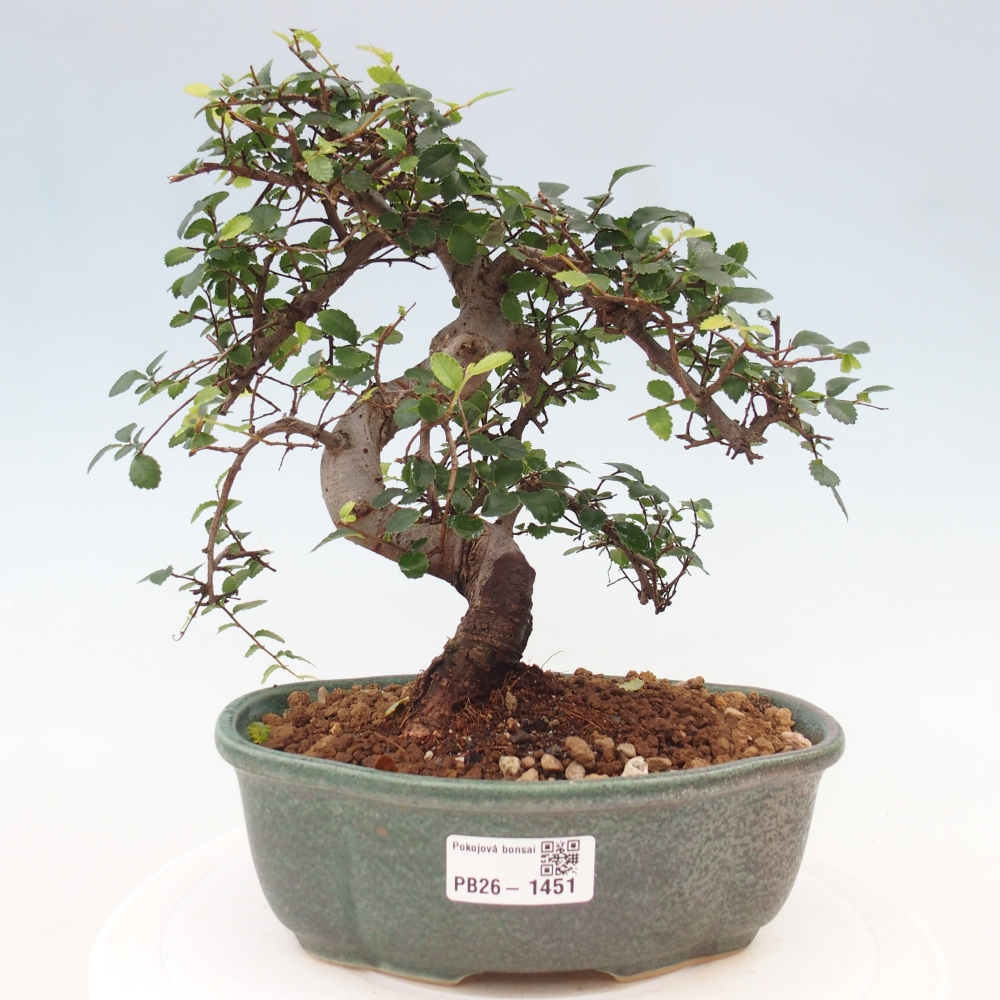 Pokój bonsai - Ulmus parvifolia - Wiąz drobnolistny
