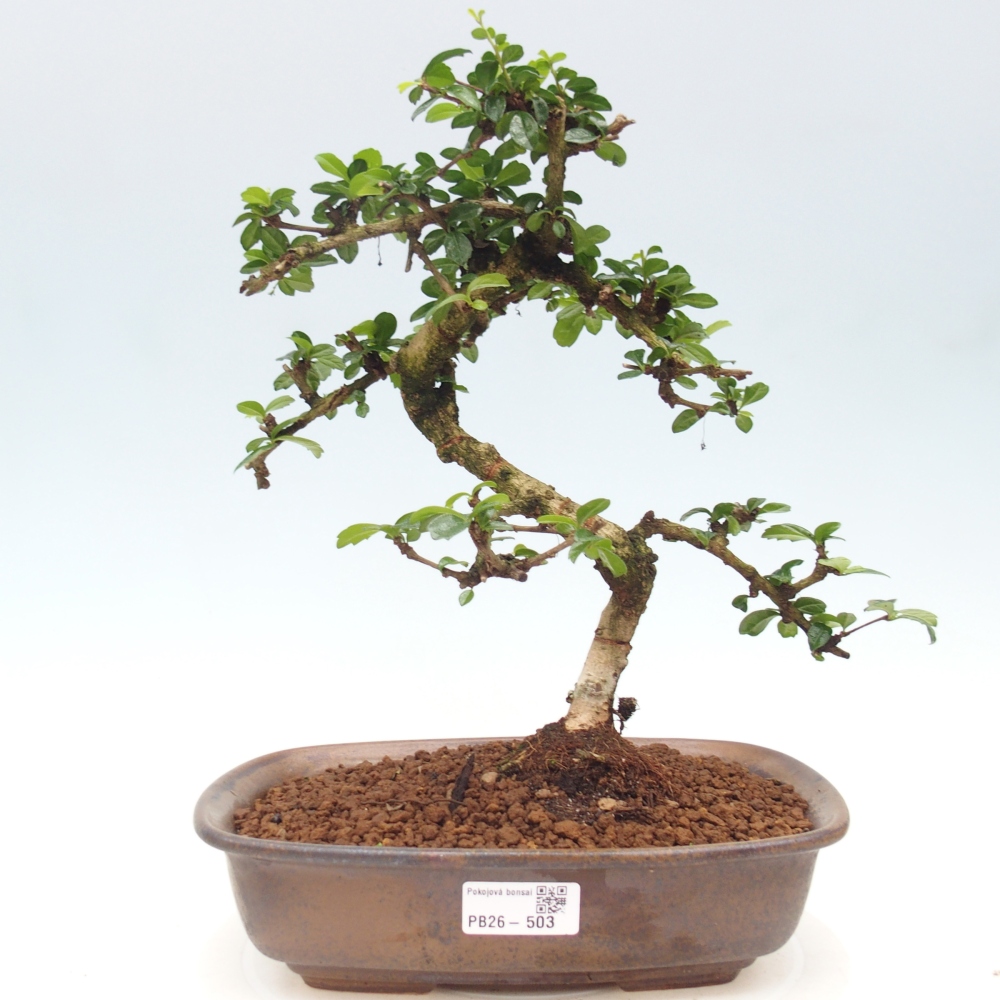 Bonsai pokojowe - Carmona macrophylla - Tea fuki