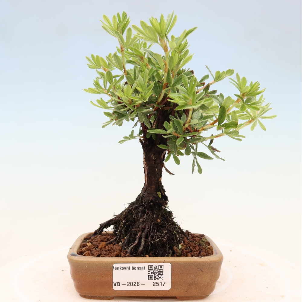 Bonsai zewnętrzne - Potentila fruticosa
