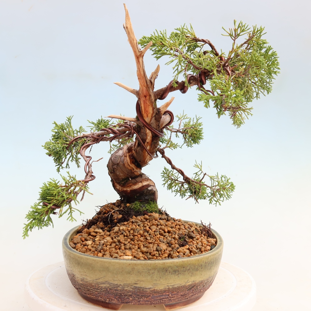 Bonsai ogrodowe – Juniperus chinensis Itoigawa – jałowiec chiński