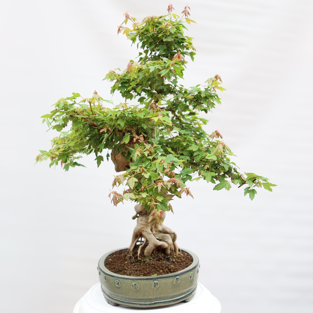 Outdoor bonsai - Klon burgeryjski - Acer burgerianum