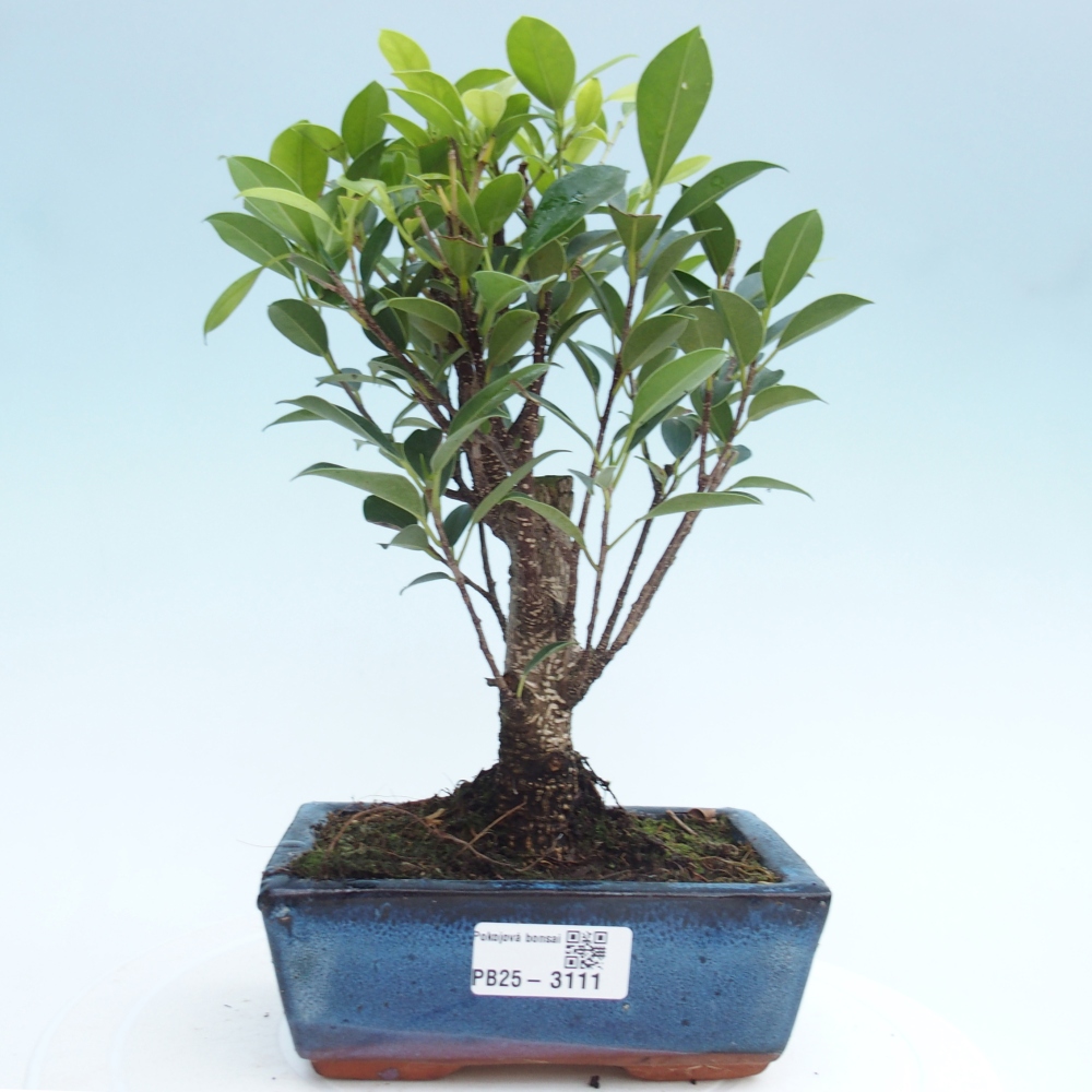 Bonsai wewnętrzne - Ficus retusa - figowiec drobnolistny