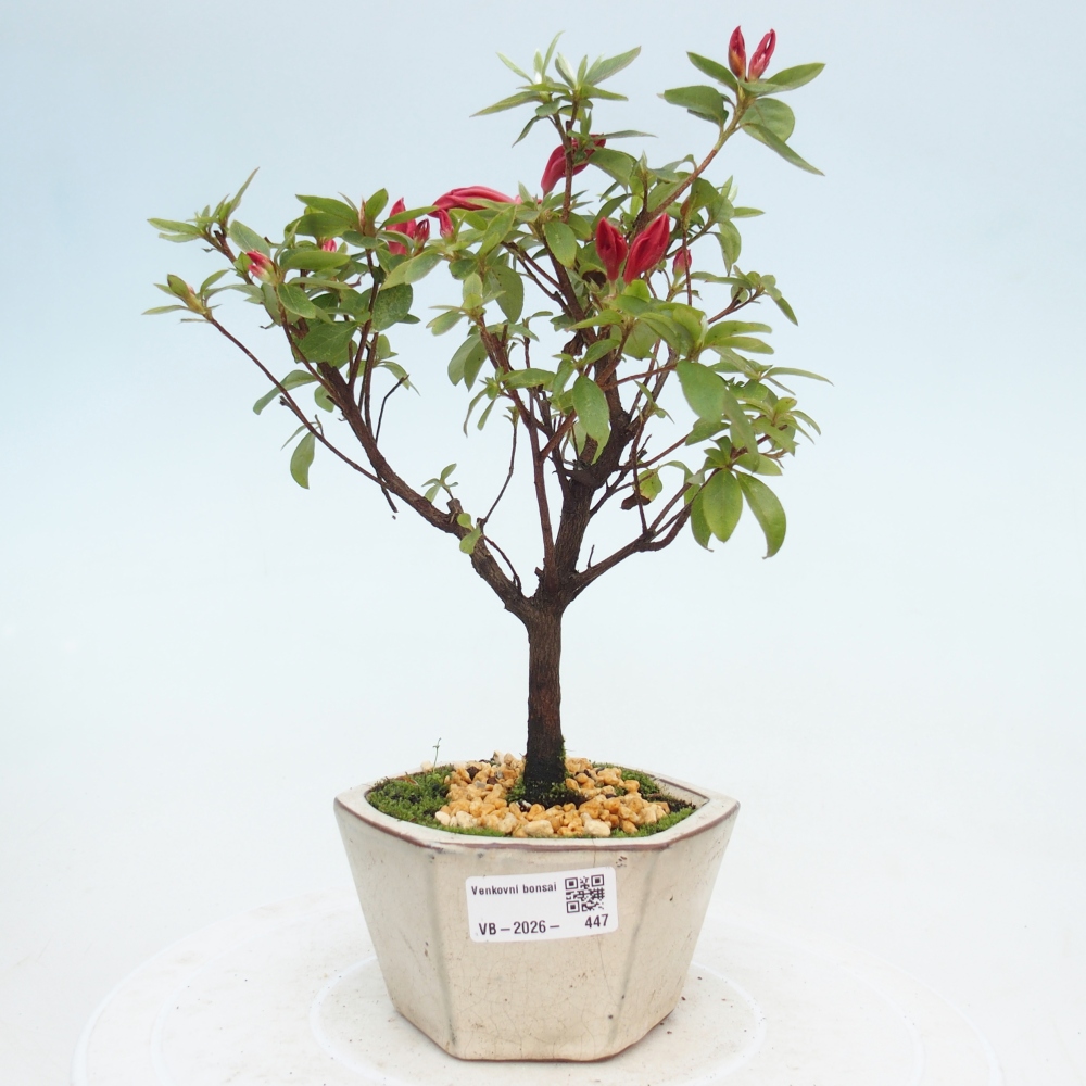 Outdoor bonsai - Azalia japońska - Azalea sp.
