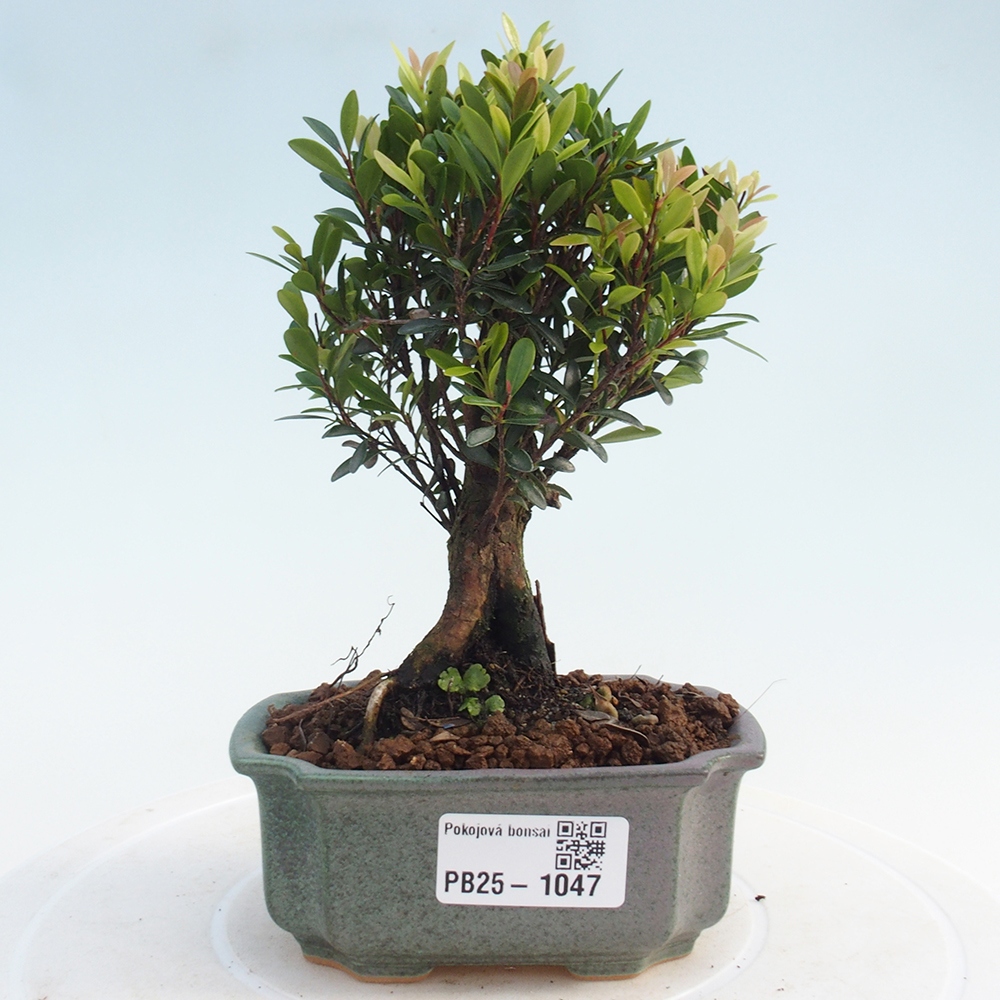 Pokój bonsai - Syzygium - Pimentovník