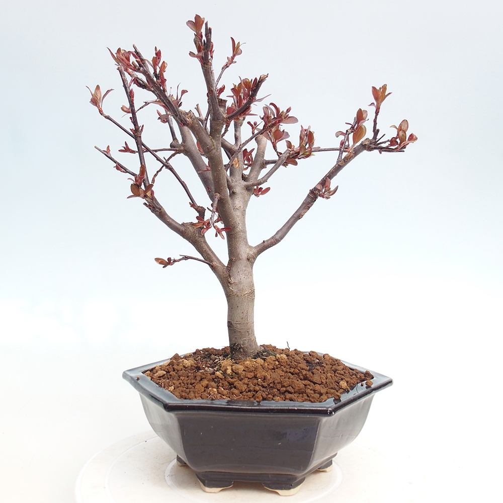 Outdoor bonsai - Malus domestica - Jabłoń czerwonolistna o małych owocach